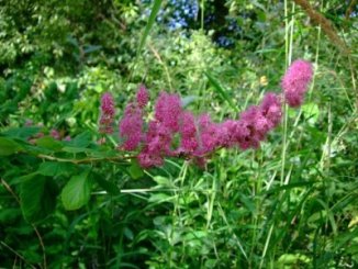 Tavolník Douglasův var. Menziesii Nelen pro zelen Spiraea douglasii var. Menziesii květy