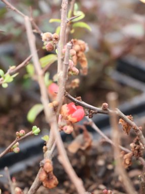 Chaenomeles speciosa 'Rubra´ Kdoulovec lahvicovitý 'Rubra' Nelen pro zelen poupě
