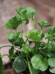 Campanula poscharskyana Zvonek Poscharkův Nelen pro zelen listy