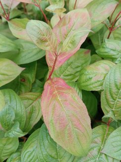 Weigela florida 'Wings of Fire´® Vajgélie květnatá 'Wings of Fire' ® Nelen pro zelen listy zabarvení Weigela florida 'Wings of Fire´® Vajgélie květnatá 'Wings of Fire' ® Nelen pro zelen listy zabarvení