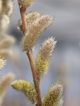Salix chaenomeloides ´Mt. Aso´ Vrba štíhlopestíkatá 'Mt. Aso' Nelen pro zelen květy