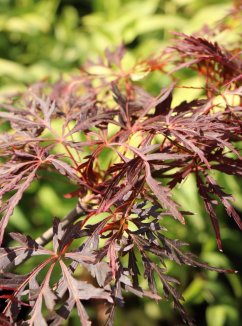 Acer palmatum ´Crimson Queen´ Javor dlanitolistý 'Crimson Queen' Nelen pro zelen zabarvení listů