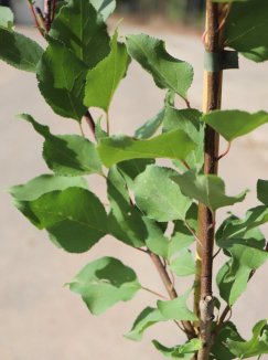 Prunus armeniaca 'Maďarská' Meruňka 'Maďarská' Nelen pro zelen detail Prunus armeniaca 'Maďarská' Meruňka 'Maďarská' Nelen pro zelen detail