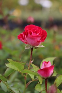 Růže polyanta Nelen pro zelen Rosa polyanta květ