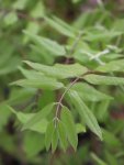 Wistaria floribunda ´Macrobotrys´ Vistárie květnatá 'Macrobotrys' Nelen pro zelen listy jaro