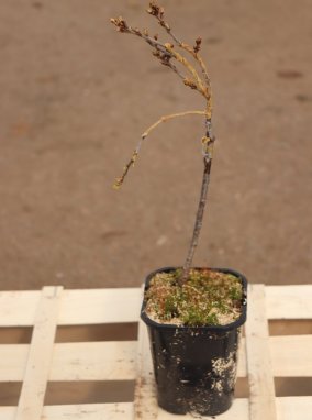 Rhamnus pumila Řešetlák nízký Nelen pro zelen kont 1L
