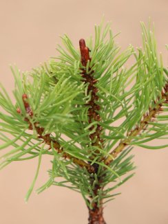 Pinus mugo 'Boží Dar' Borovice kleč 'Boží Dar' Nelen pro zelen detail jehlic Pinus mugo 'Boží Dar' Borovice kleč 'Boží Dar' Nelen pro zelen detail jehlic