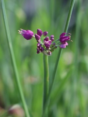 Allium ´Lavender Bubbles´ Česnek okrasný 'Lavender Bubbles' Nelen pro zelen rozkvétající