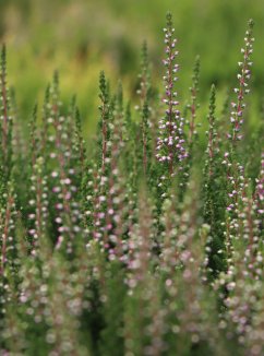 Calluna vulgaris 'Liliane' Vřes obecný 'Liliane' Nelen pro zelen detail Calluna vulgaris 'Liliane' Vřes obecný 'Liliane' Nelen pro zelen detail