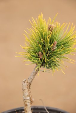 Pinus mugo 'Ophir' Borovice kleč 'Ophir' Nelen pro zelen detail