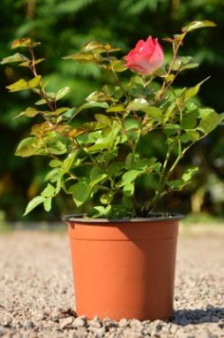 Růže polyanta červenobílá