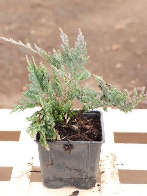 Juniperus horizontalis 'Blue Chip' Jalovec poléhavý 'Blue Chip' Nelen pro zelen h9x9