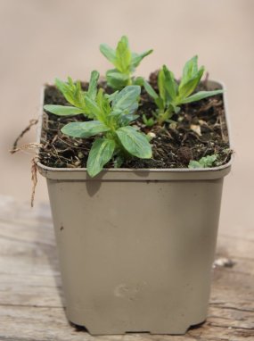 Lythrum salicaria JS® 'Pink Tails' Kyprej vrbice JS ® 'Pink Tails' Nelen pro zelen h9x9