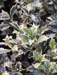 Osmathus heterophyllus ´Variegatus´ Vonokvětka různolistá 'Variegatus' Nelen pro zelen listy