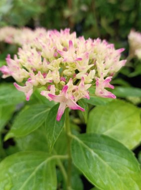 Hydrangea macrophylla ´Tovelit´ Hortenzie velkolistá 'Tovelit' Nelen pro zelen rozkvétající