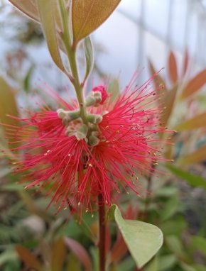 Callistemon citrinus ´Splendens´ Štetkovec citronový 'Splendens' Nelen pro zelen květ