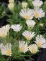 Delosperma basuticum 'White Nugget' Kosmatec 'White Nugget' Nelen pro zelen květy
