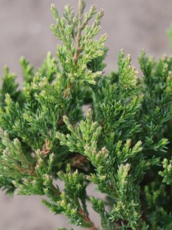 Jalovec poléhavý Nelen pro zelen Juniperus horizontalis jehličí