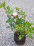 Rosa 'The Fairy' Růže 'The Fairy' Nelen pro zelen sazenice QP