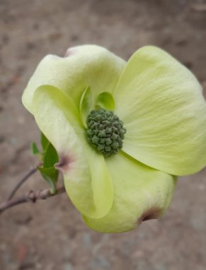 Cornus x ormonde Dřín Ormonde Nelen pro zelen květ