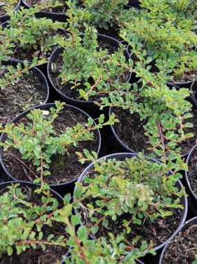 Cotoneaster horizontalis zakrslý Skalník vodorovný zakrslý Nelen pro zelen sazenice