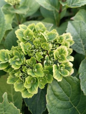Hydrangea macrophylla 'Magical Green Cloud' Hortenzie velkolistá 'Magical Green Cloud' Nelen pro zelen detail květu