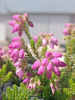 Erica x stuartii 'Irish Orange' Vřesovec Stuartův 'Irish Orange' Nelen pro zelen květy detail