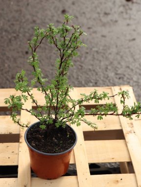 Potentilla fruticosa 'Red Ace' Mochna křovitá 'Red Ace' Nelen pro zelen kontej 12cm