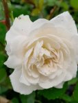 Rosa 'Sea Foam' Růže půdopokryvná 'Sea Foam' Nelen pro zelen květ