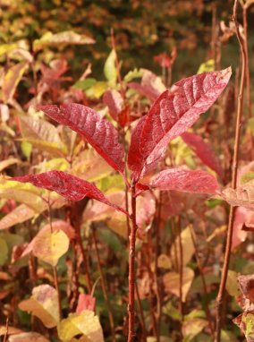 Prunus padus Střemcha obecná Nelen pro zelen podzimní zbarvení listů