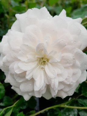 Rosa 'Sea Foam' Růže půdopokryvná 'Sea Foam' Nelen pro zelen květ