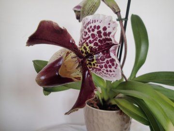 12 zásad, jak se starat o orchideje
