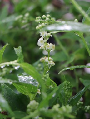 Deutzia gracilis Trojpuk štíhlý Nelen pro zelen květy
