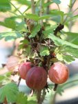 Ribes uva-crispa 'Hinnonmaki red' Angrešt 'Hinnonmaki red' Nelen pro zelen zrající plody