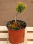 Pinus mugo 'Ophir' Borovice kleč 'Ophir' Nelen pro zelen kont 1.5L
