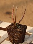 Hibiscus hybride ´Raijin´® Ibišek 'Raijin' ® Nelen pro zelen sazenice QP