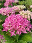 Hydrangea macrophylla ´Tovelit´ Hortenzie velkolistá 'Tovelit' Nelen pro zelen květ