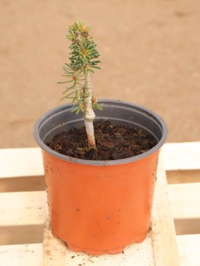 Abies cephalonica 'Meyer's Dwarf' Jedle řecká 'Meyer's Dwarf' Nelen pro zelen ko1.5L