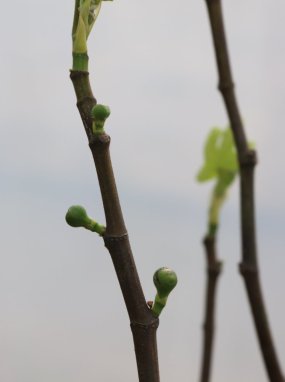 Ficus carica 'Francuesco' Fíkovník smokvoň 'Francuesco' Nelen pro zelen detail
