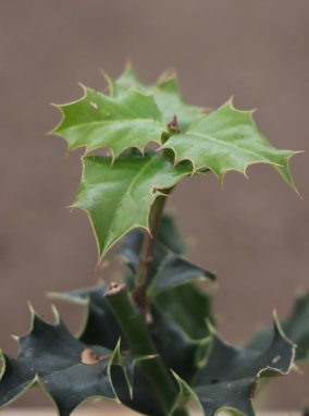 Ilex aquifolium Cesmína ostrolistá Nelen pro zelen listy