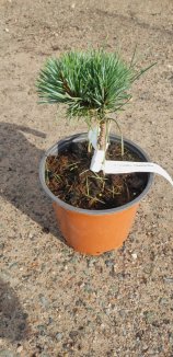 Pinus sylvestris 'Chantry Blue' Borovice lesní 'Chantry Blue' Nelen pro zelen rostlina