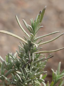 Lavandula angustifolia 'Dwarf Silver' Levandule lékařská 'Dwarf Silver' Nelen pro zelen detail Lavandula angustifolia 'Dwarf Silver' Levandule lékařská 'Dwarf Silver' Nelen pro zelen detail