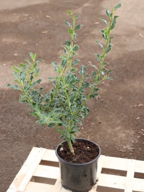 Ilex aquifolium ´Alaska´ Cesmína ostrolistá 'Alaska' Nelen pro zelen kont 2L