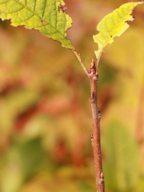 Prunus padus Střemcha obecná Nelen pro zelen detail pupenů