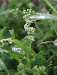 Deutzia gracilis Trojpuk štíhlý Nelen pro zelen květy
