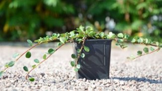Skalník Dammerův 'Evergreen' Nelen pro zelen Cotoneaster dammeri 'Evergreen' rostlina