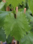 Vitis vinifera 'Attika' Vinná réva 'Attika' Nelen pro zelen list