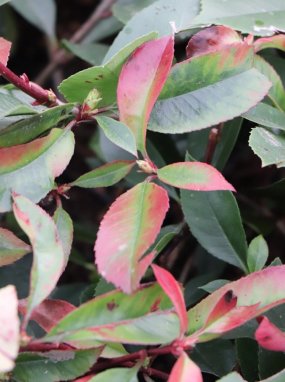 Photinia x fraseri ´Clone Pistoia´ Blýskavka Fraserova 'Clone Pistoia' Nelen pro zelen listy