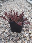 Rozchodník 'Cocineum'