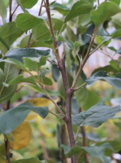 Malus domestica 'Malinové hornokrajské' Jabloň 'Malinové hornokrajské' Nelen pro zelen detail Malus domestica 'Malinové hornokrajské' Jabloň 'Malinové hornokrajské' Nelen pro zelen detail